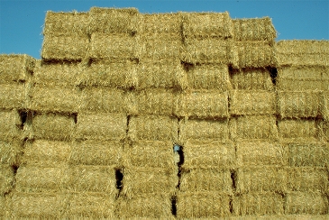 Straw can be used as additional fuel, e.g. at Zignago Power